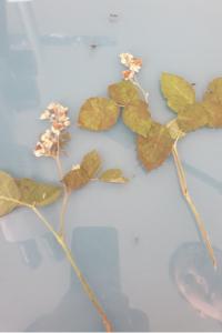 <i>Rubus</i>