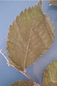 <i>Ulmus minor</i>