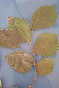 <i>Ulmus minor</i>