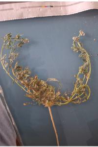 <i>Corrigiola litoralis</i>