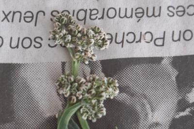 <i>Corrigiola litoralis</i>