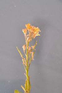 <i>Sisymbrium officinale</i>