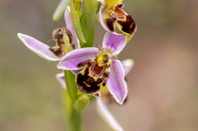 <i>Ophrys apifera</i>