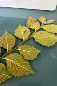 <i>Ulmus minor</i>