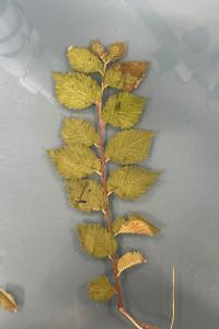 <i>Ulmus minor</i>