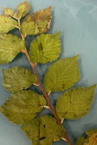 <i>Ulmus minor</i>