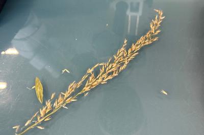 <i>Arrhenatherum elatius</i>