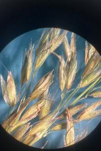 <i>Arrhenatherum elatius</i>
