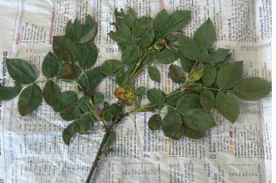 <i>Rosa arvensis</i>