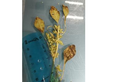 <i>Amaranthus hybridus</i>