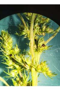 <i>Amaranthus hybridus</i>