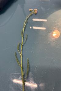 <i>Achillea millefolium</i>