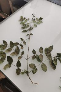 <i>Fraxinus angustifolia</i>