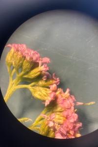 <i>Achillea millefolium</i>