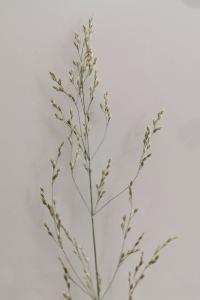 <i>Poa compressa</i>