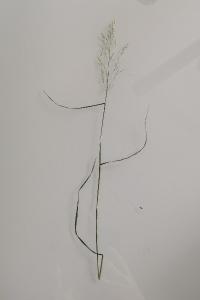 <i>Poa compressa</i>
