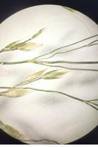 <i>Poa compressa</i>
