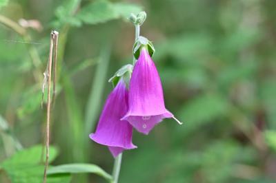 <i>Digitalis purpurea</i>