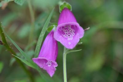 <i>Digitalis purpurea</i>