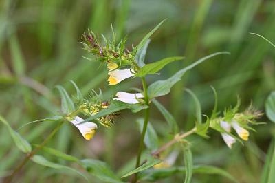 <i>Melampyrum pratense</i>