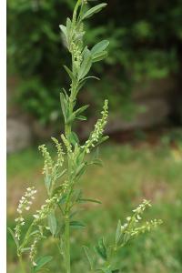 <i>Melilotus albus</i>