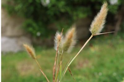 <i>Polypogon monspeliensis</i>