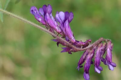 <i>Vicia villosa</i>