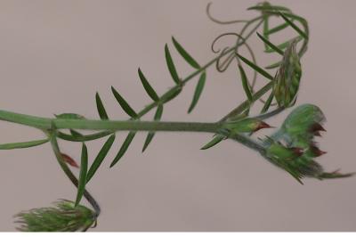 <i>Vicia villosa</i>