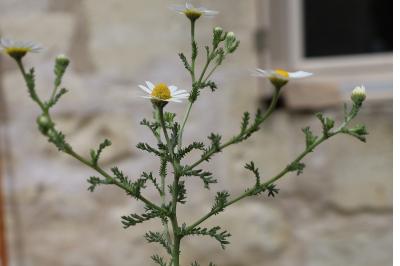 <i>Papaver dubium</i>