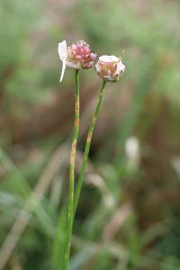 <i>Allium vineale</i>