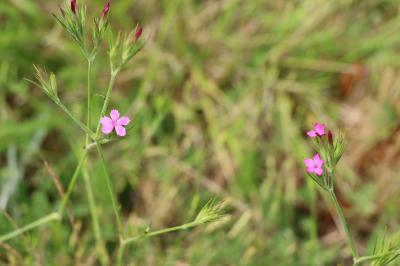 <i>Dianthus armeria</i>