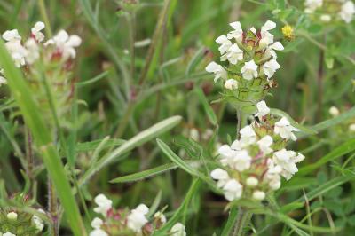 <i>Prunella laciniata</i>