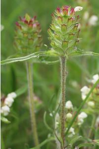 <i>Prunella laciniata</i>