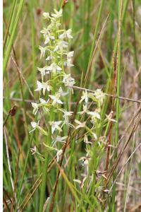 <i>Platanthera bifolia</i>