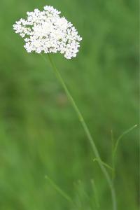 <i>Oenanthe silaifolia</i>