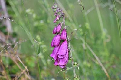 <i>Digitalis purpurea</i>