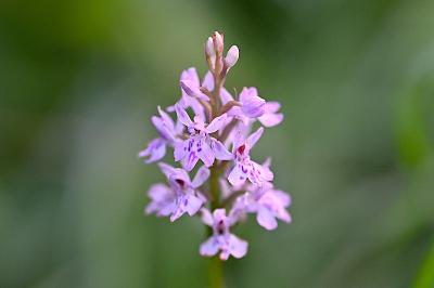 <i>Dactylorhiza fuchsii</i>