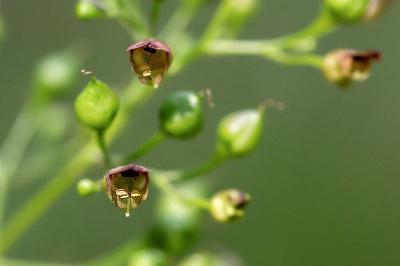 <i>Scrophularia nodosa</i>