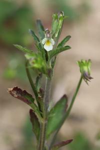 <i>Viola arvensis</i>