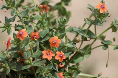 <i>Lysimachia arvensis</i>