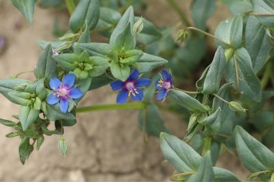 <i>Lysimachia foemina</i>