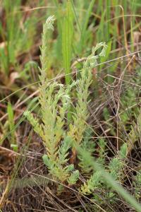 <i>Petrosedum rupestre</i>