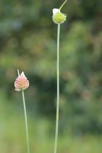 <i>Allium sphaerocephalon</i>