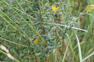 <i>Genista tinctoria</i>