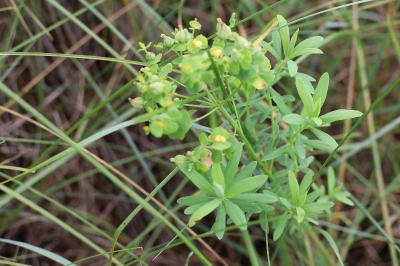 <i>Euphorbia esula</i>