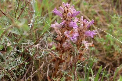 <i>Phelipanche arenaria</i>
