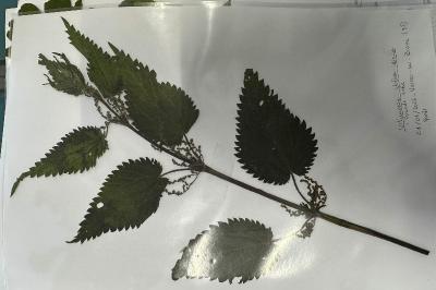 <i>Urtica dioica</i>