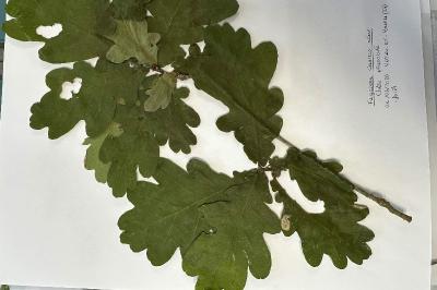 <i>Quercus robur</i>