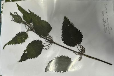 <i>Urtica dioica</i>