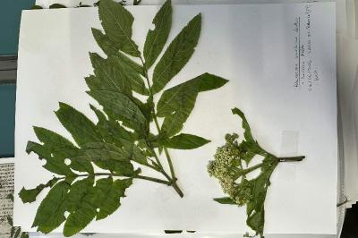 <i>Sambucus ebulus</i>